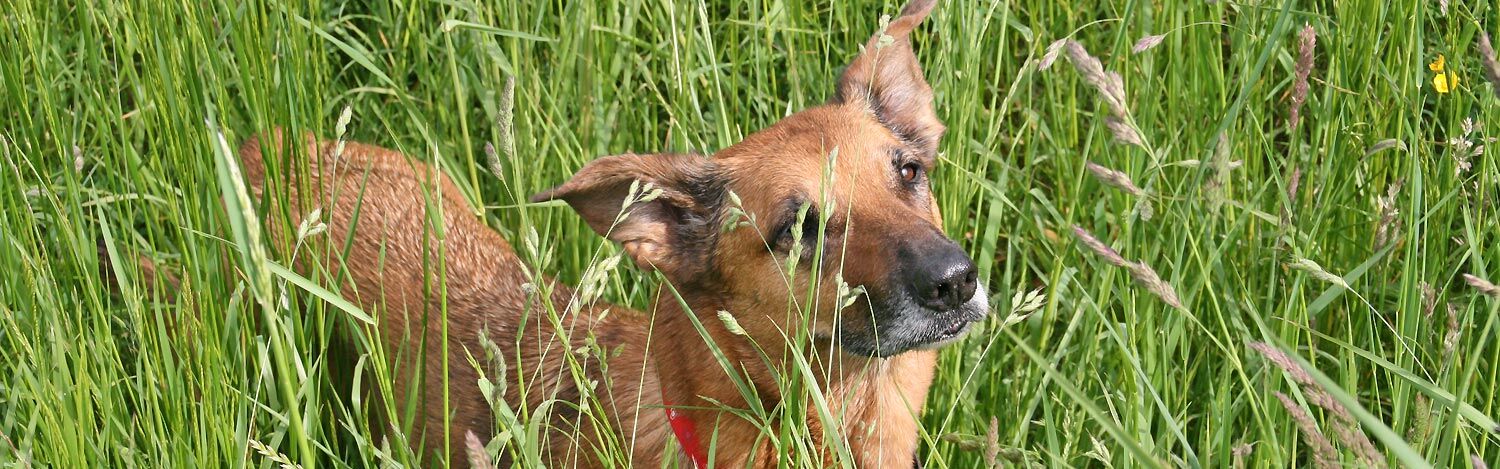 Süßer Hund mit Fledermausohren im hohen Gras