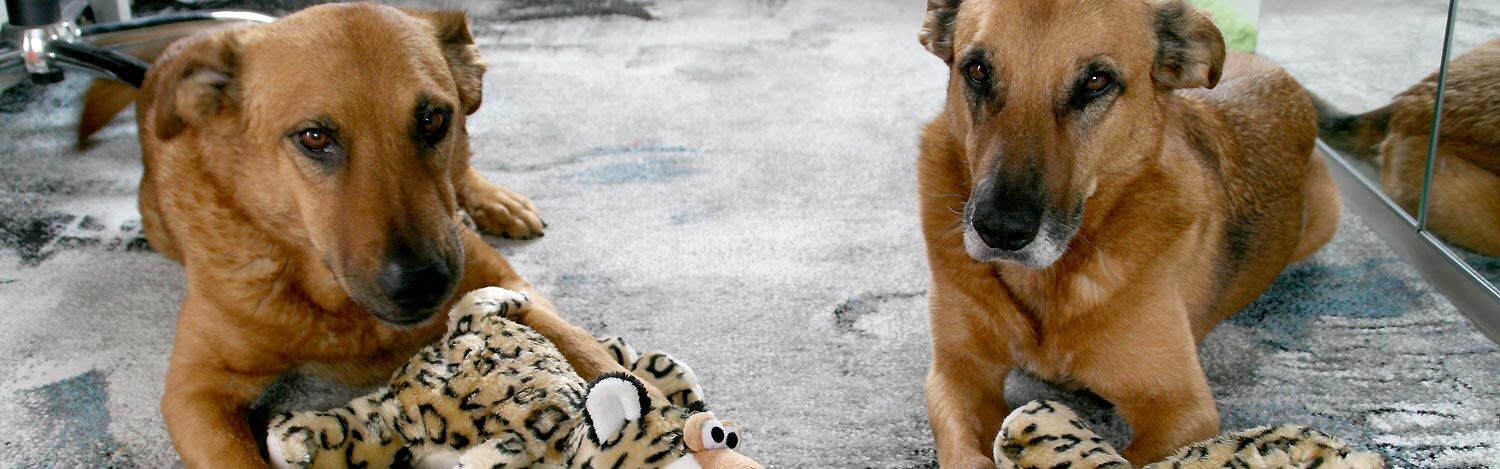 zwei Hunde mit Spielzeugen