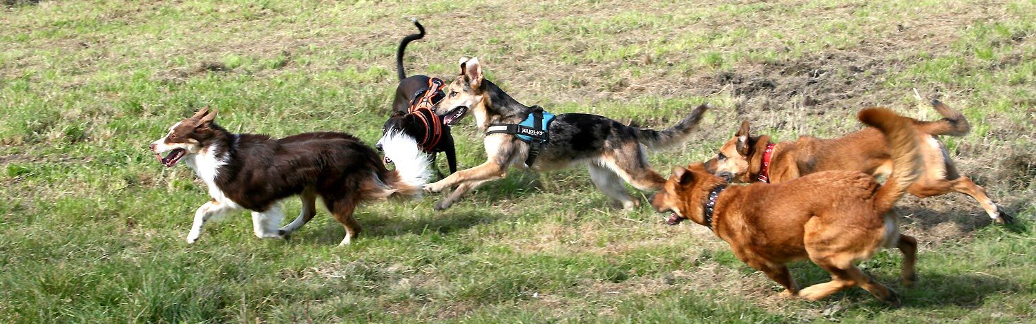 fünf Hunde spielen Verfolgungsjagd