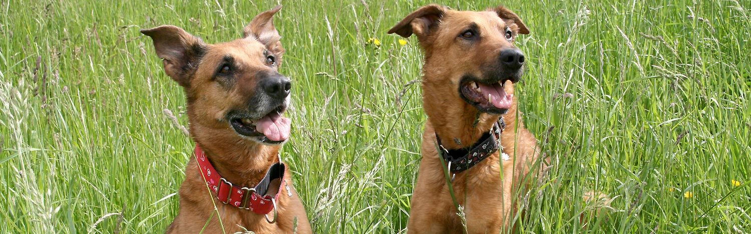 zwei Hunde sitzen im hohen Gras und schauen aufmerksam