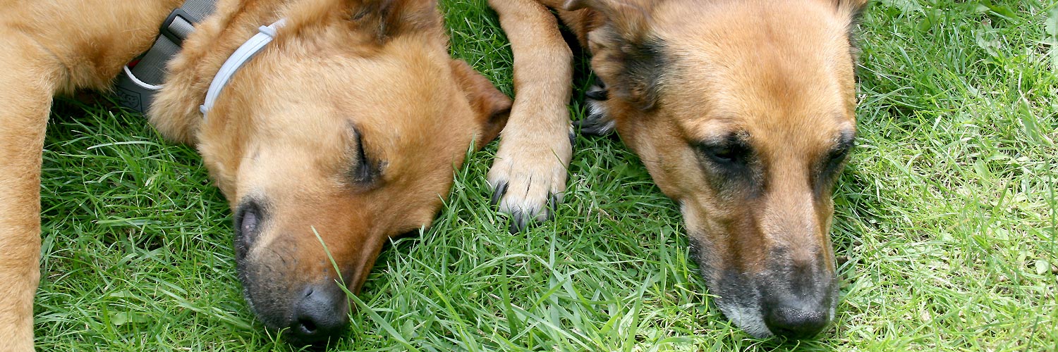 zwei Hunde liegen vertraut zusammen im Gras