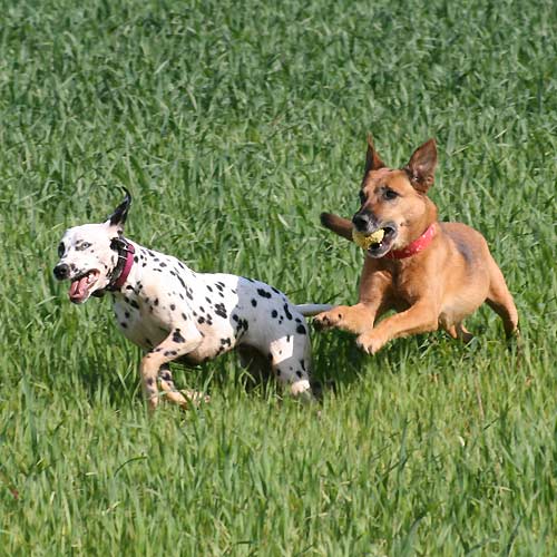 zwei spielende Hunde: Coco und Sandy