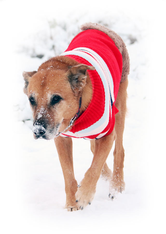 Sandy: älterer Hund mit Hundepullover im Schnee