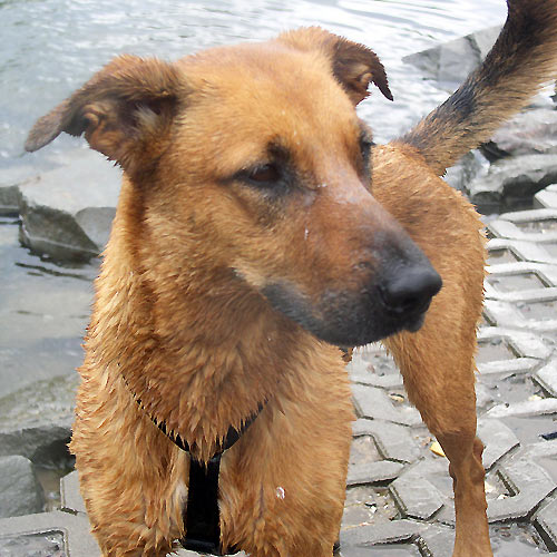 Hund am Wasser in Witten an der Ruhr