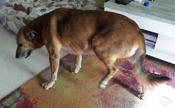 Cauda Equina Syndrom: Hund belastet Hinterlauf nicht