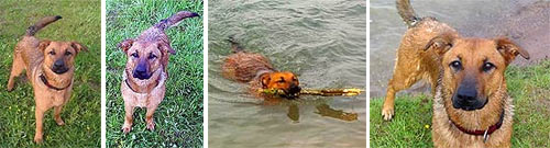 Collage: verschiedene Bilder von Schäferhundmischling Sandy