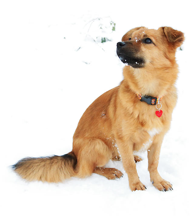 Sookie: kleine Schäferhundmischlings-Hündin im Schnee